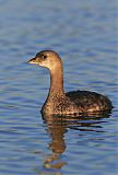 Pied-billed Grebe